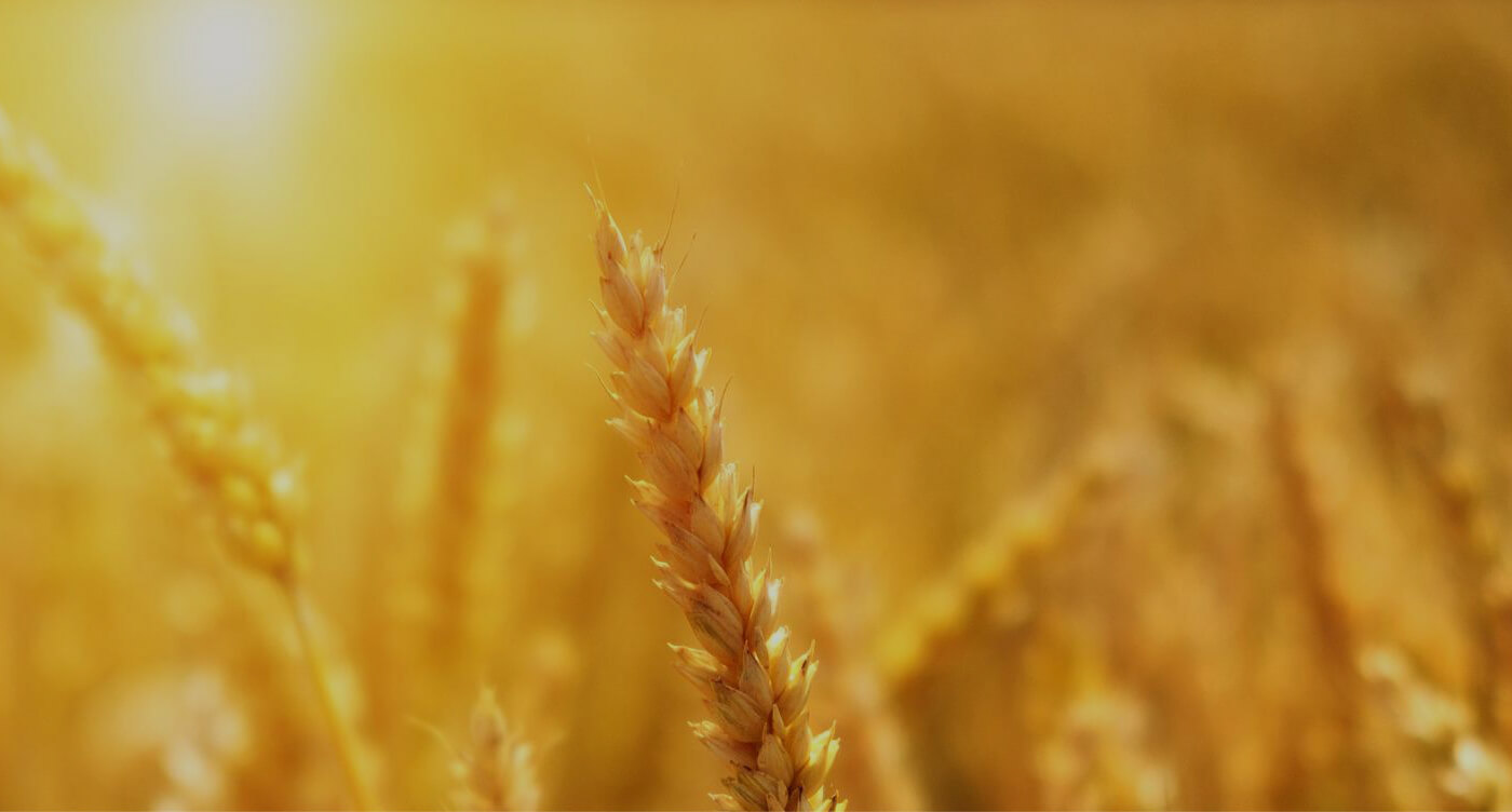 Agriculture& Organic Farm