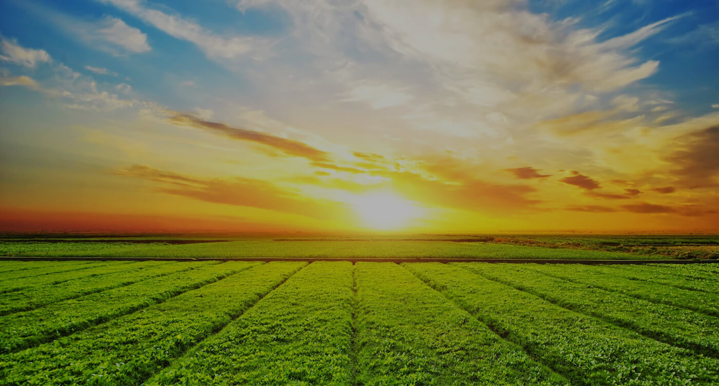 Agriculture& Organic Farm